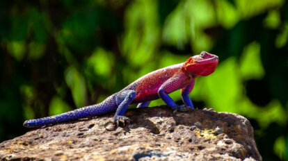 Buntes Chameleon