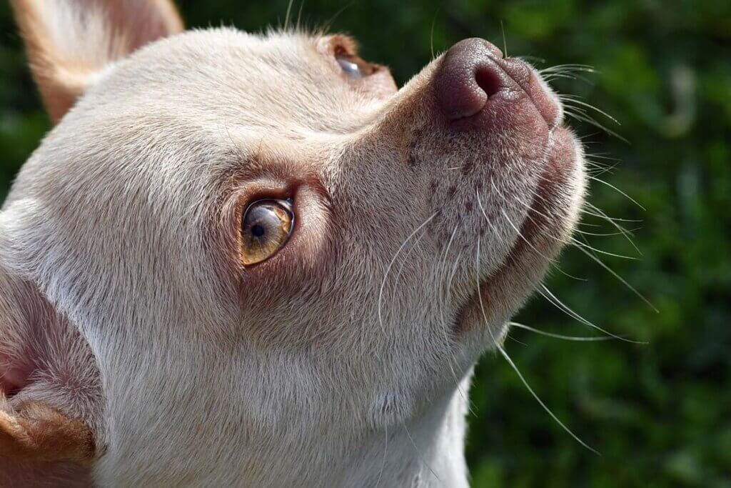 Ein weiss melierter Chihuahua hebt seinen Kopf an.