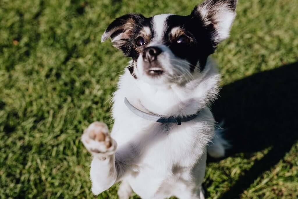 Ein schwarz-weiss gefleckter Chihuahua streckt seine Pfote nach oben.