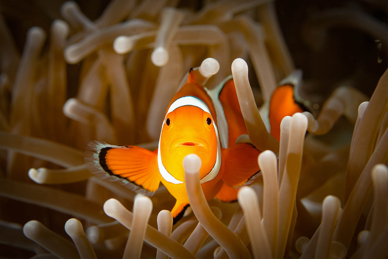 Clownfisch in einer Seeanemone.