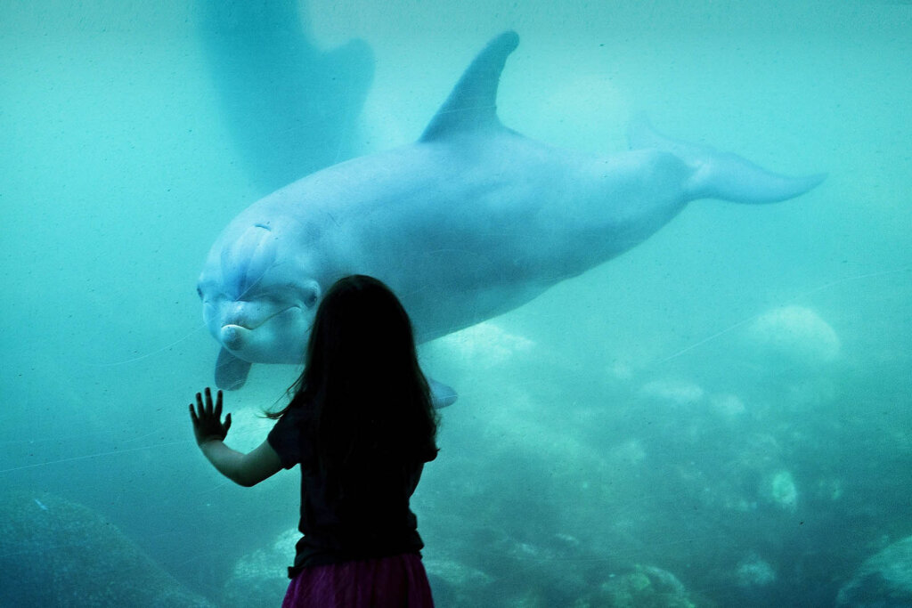 Kind vor Aquarium mit Delfin