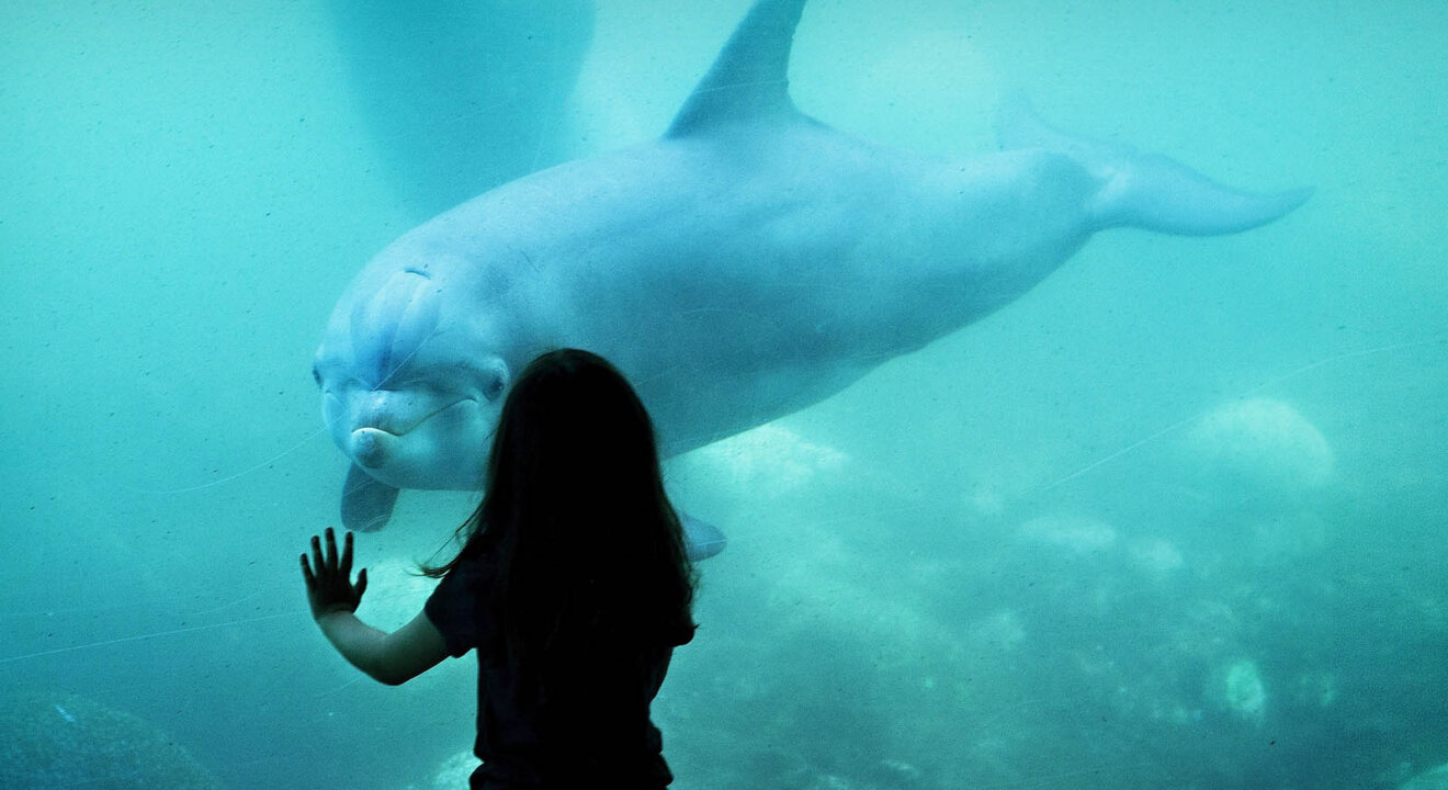 Kind vor Aquarium mit Delfin