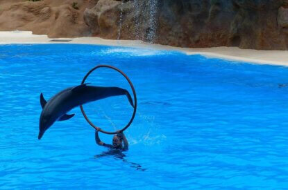 delfin und frau im delfinarium