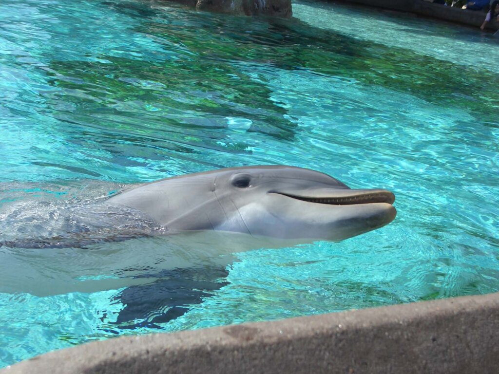 Delfin im Schwimmbecken von Sea World