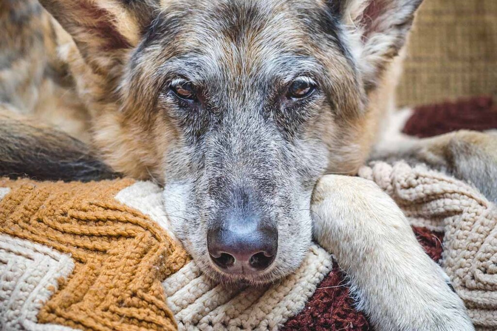 Ein alter ergrauter Hund liegt auf einem Sofa.