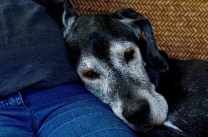 Ein alter ergrauter Hund liegt am Schoss von einer Person.