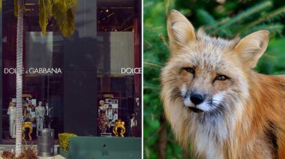 Collage Dolce und Gabanna Laden und Fuchs