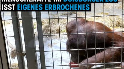 gorilla isst erbrochenes thumbnail