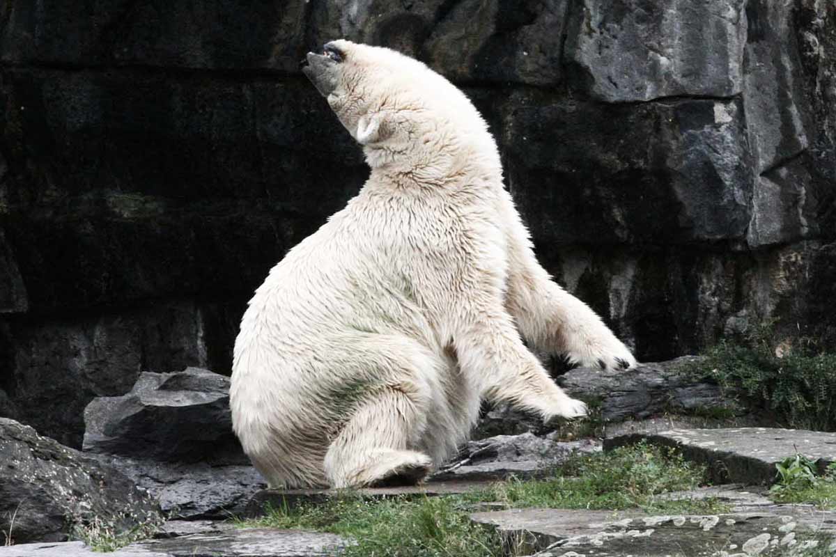 Eisbaer mit Verhaltensstoerung