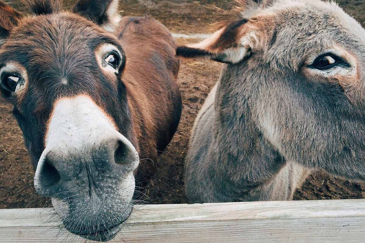 Zwei Esel stehen vor einem Holzzaun.