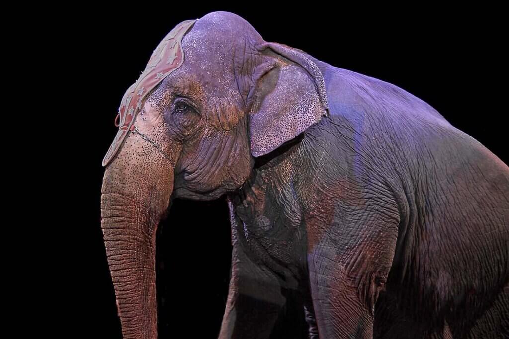 Elefant im Zirkus