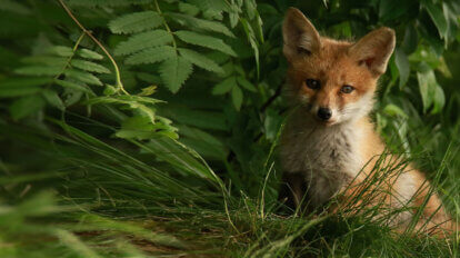 Fuchs im Gebüsch