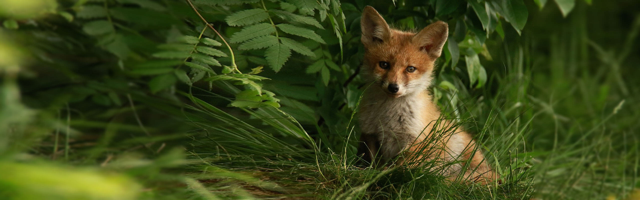 Fuchs im Gebüsch