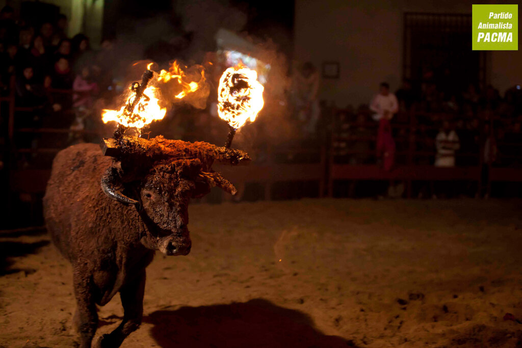 Feuerstier Toro Jubilo