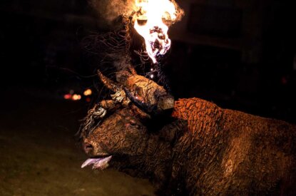 feuer stier