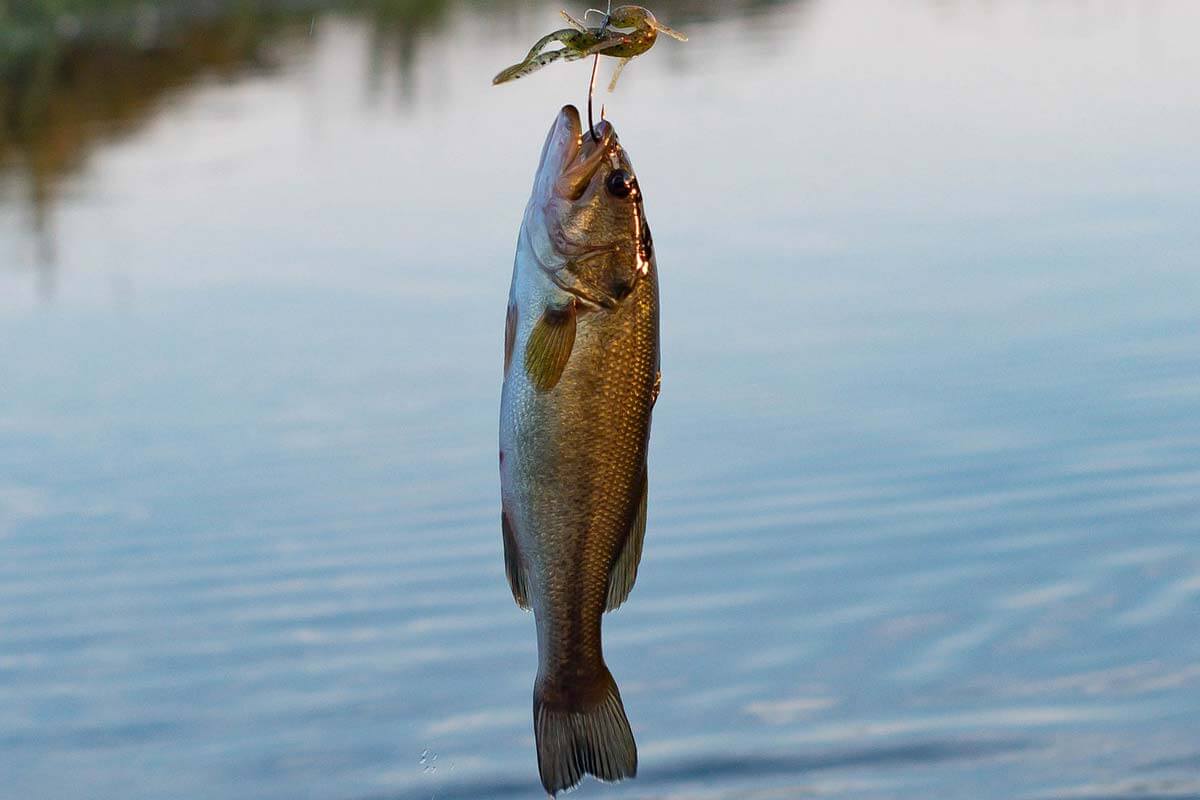 Angeln mit Köderfischen: Alle Infos über die Tierquälerei