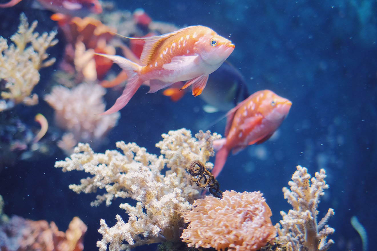 Fische schwimmen am Korallenriff