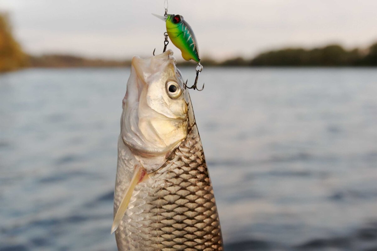 Fische angeln – kein Sport, sondern Tierquälerei?