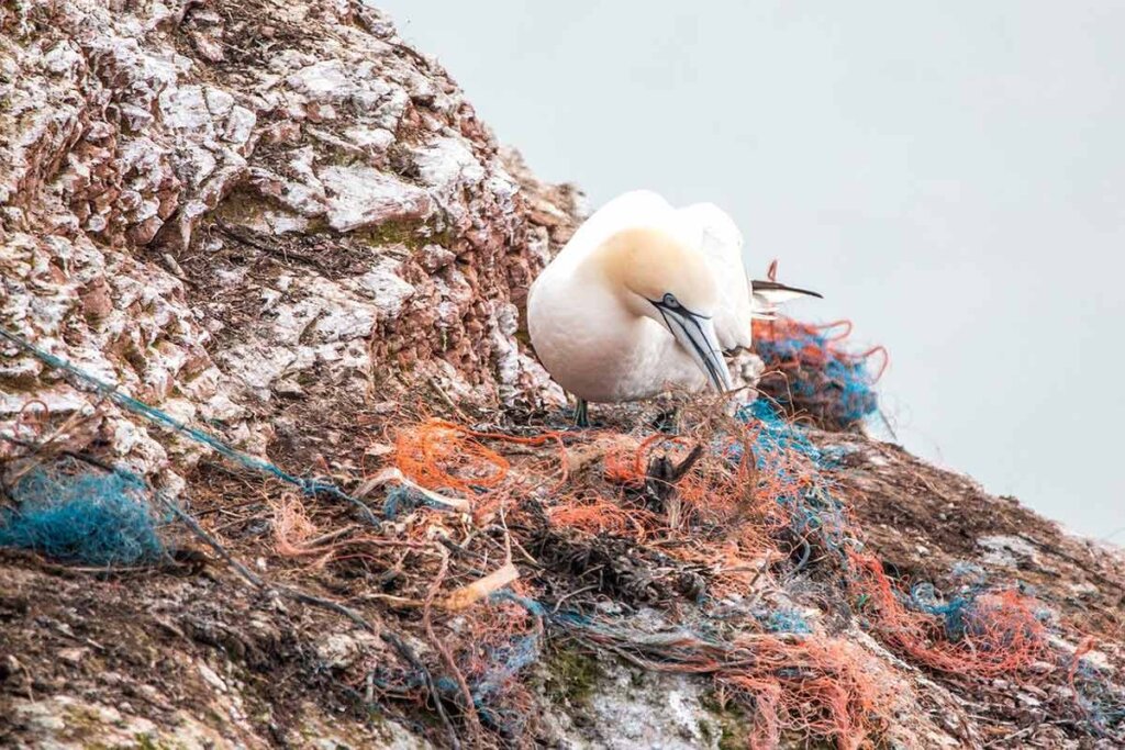 Vogel steht in Fischernetzen