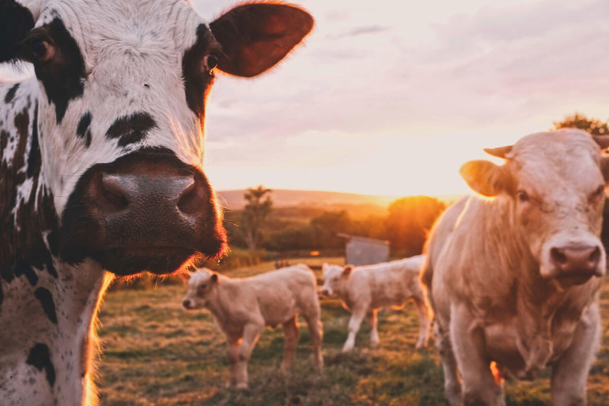 Fleischkonsum in Deutschland: Trotz sinkender Zahlen leiden Tiere weiterhin