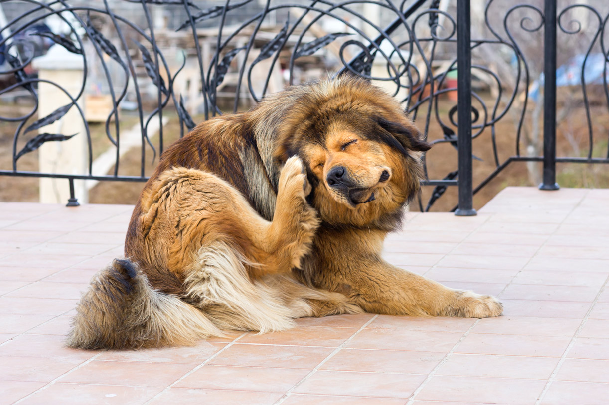 Flöhe bei Hunden: Was hilft wirklich? Infos zu Hausmitteln & Co.