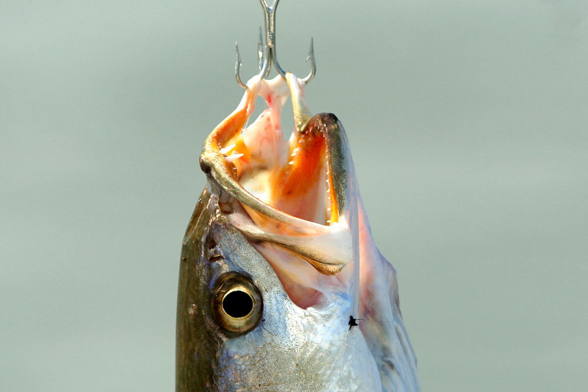 Fisch am Angelhaken