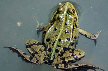 Frosch im Wasser