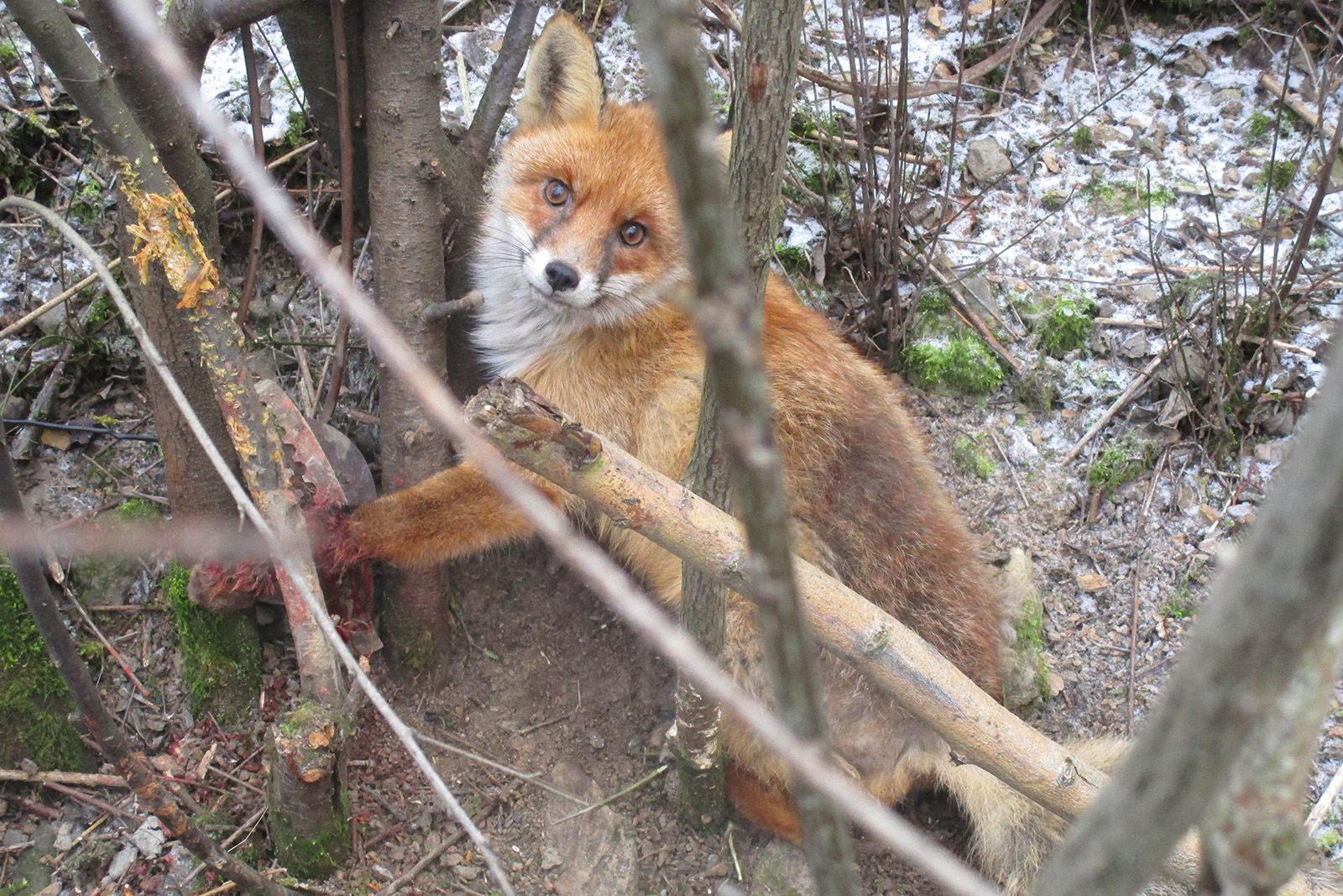 Fuchs in Falle gefangen