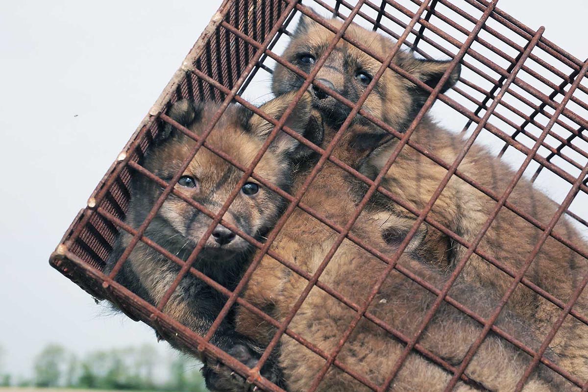 Die Jagd: Alle Informationen über das Tierleid