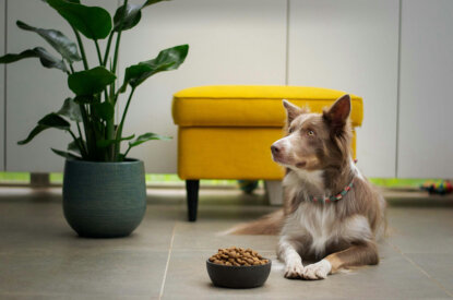 Hund liegt vor einem Napf mit Futter