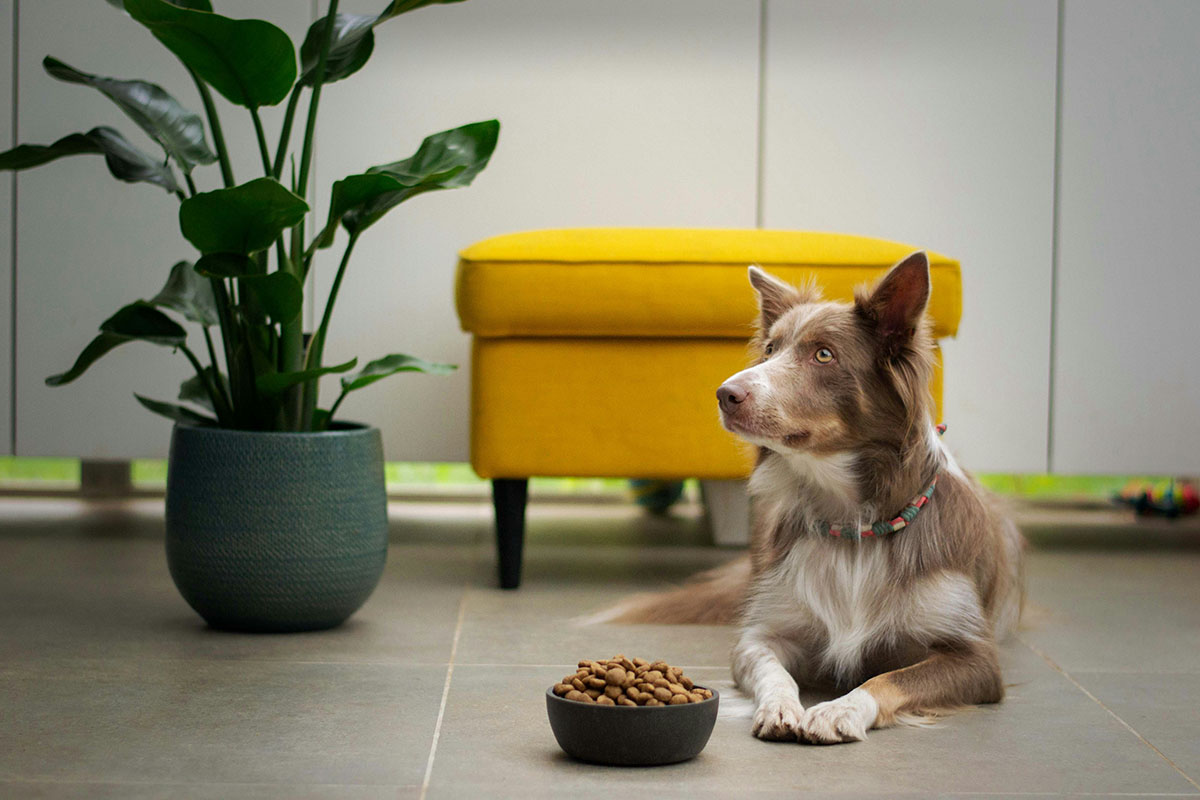 Futterumstellung beim Hund auf vegan – so  geht’s!