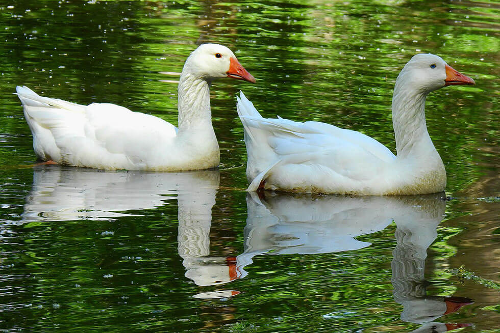 gaense im wasser