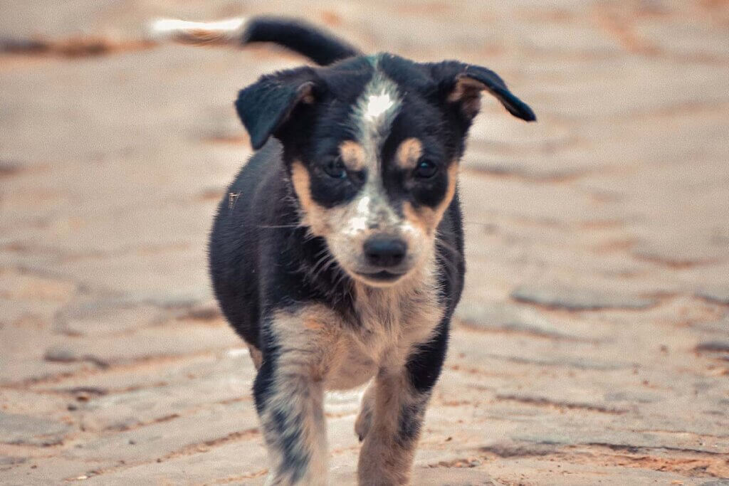 Ein schwarz-weiss gefleckter Hund laeuft auf einer staubigen Strasse.