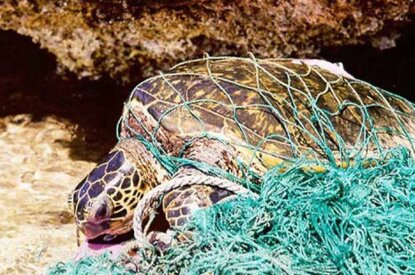 Eine Schildkroete haengt in einem Geisternetz im Meer.