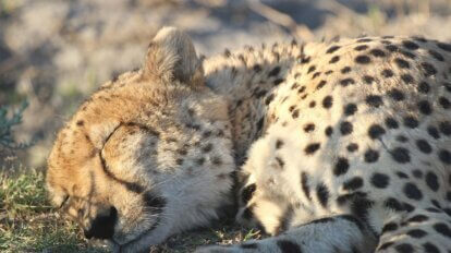 Gepard liegt am Boden und schlaeft