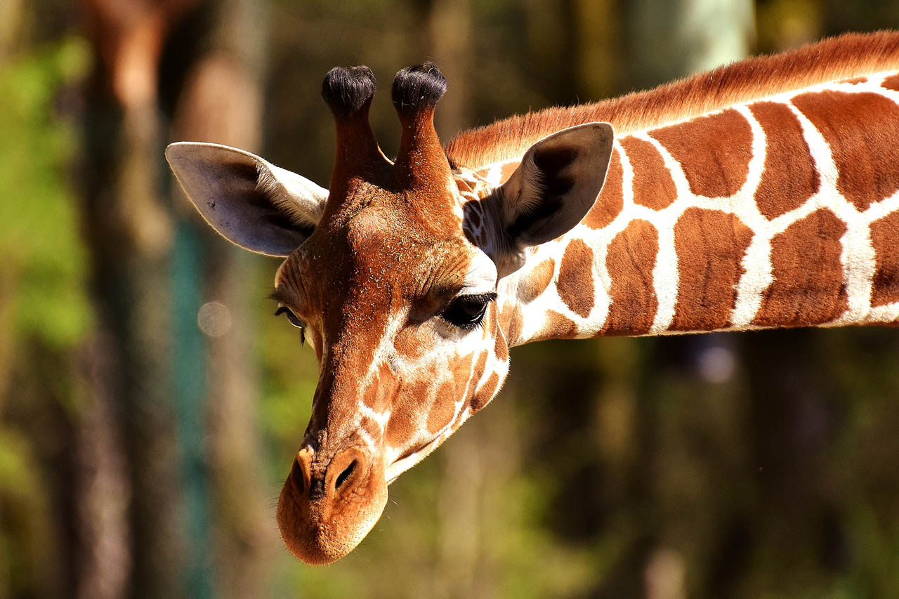 Giraffen im Zoo: So viele Tiere sterben in deutschen Zoos