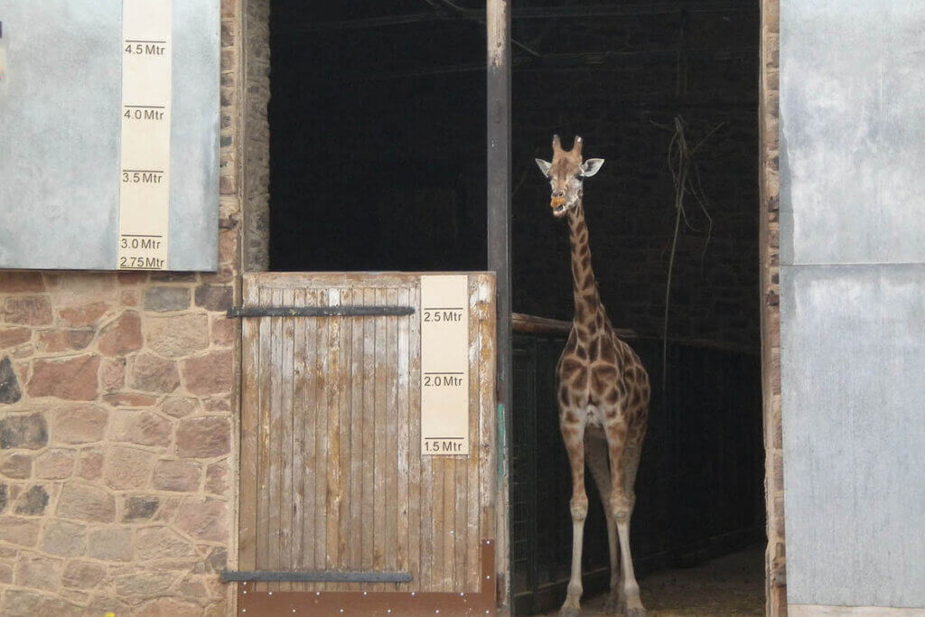 Giraffe im Zoo steht am Eingang zum Stallbereich