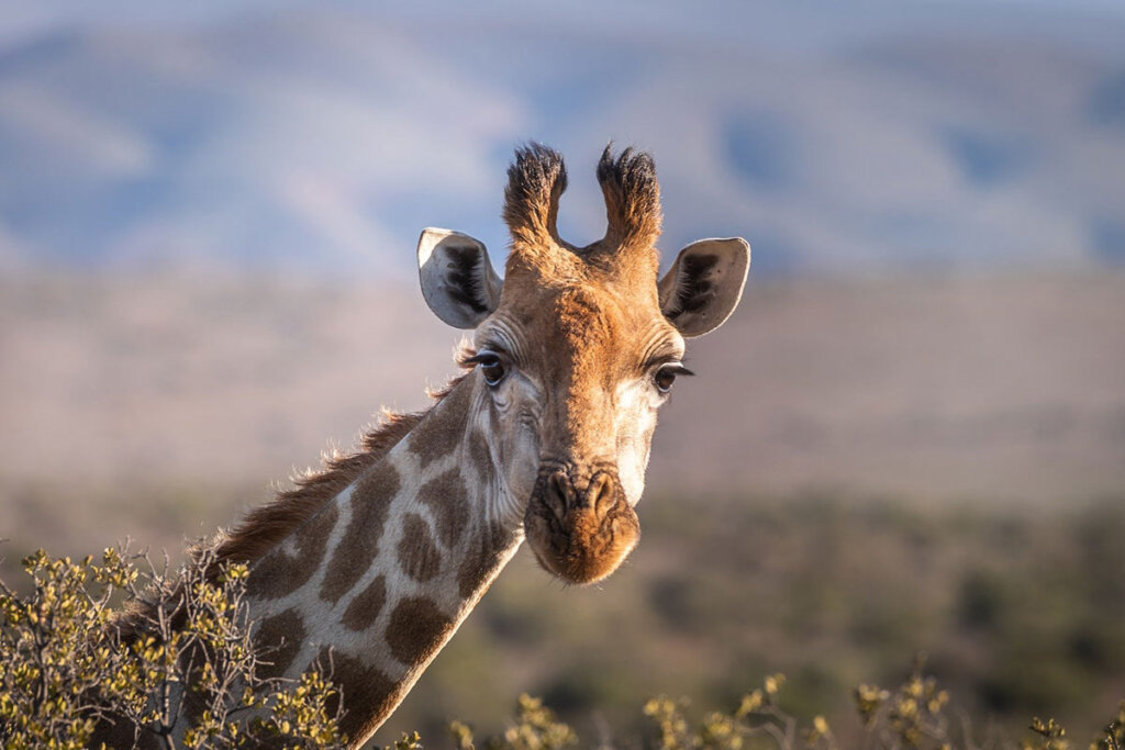 Nahaufnahme von einer Giraffe in der Savanne streckt ihren Kopf hinter einem Baum hervor.