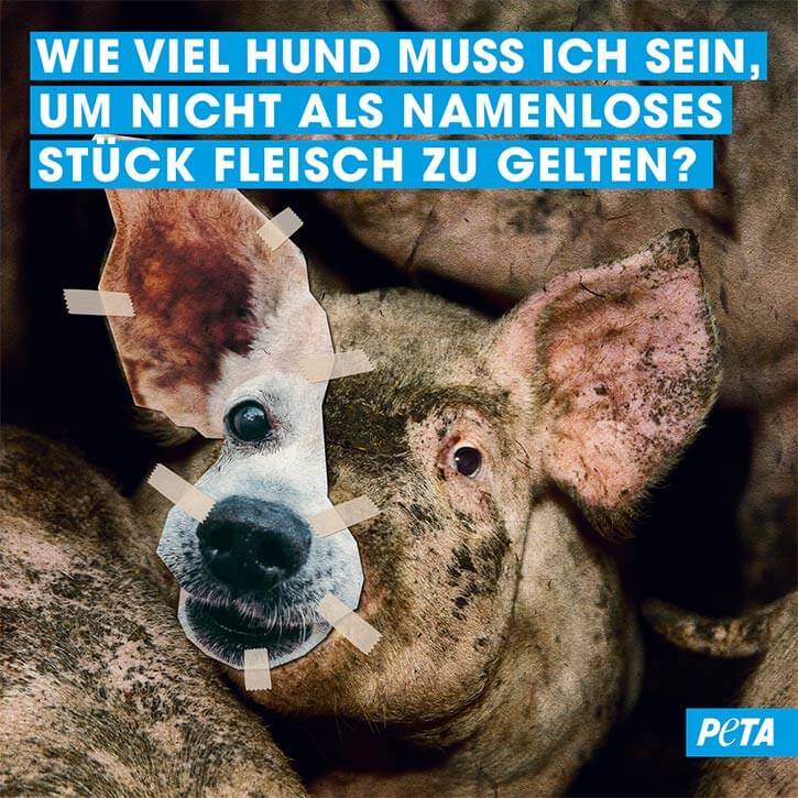 Grafik Collage Hund und Schwein