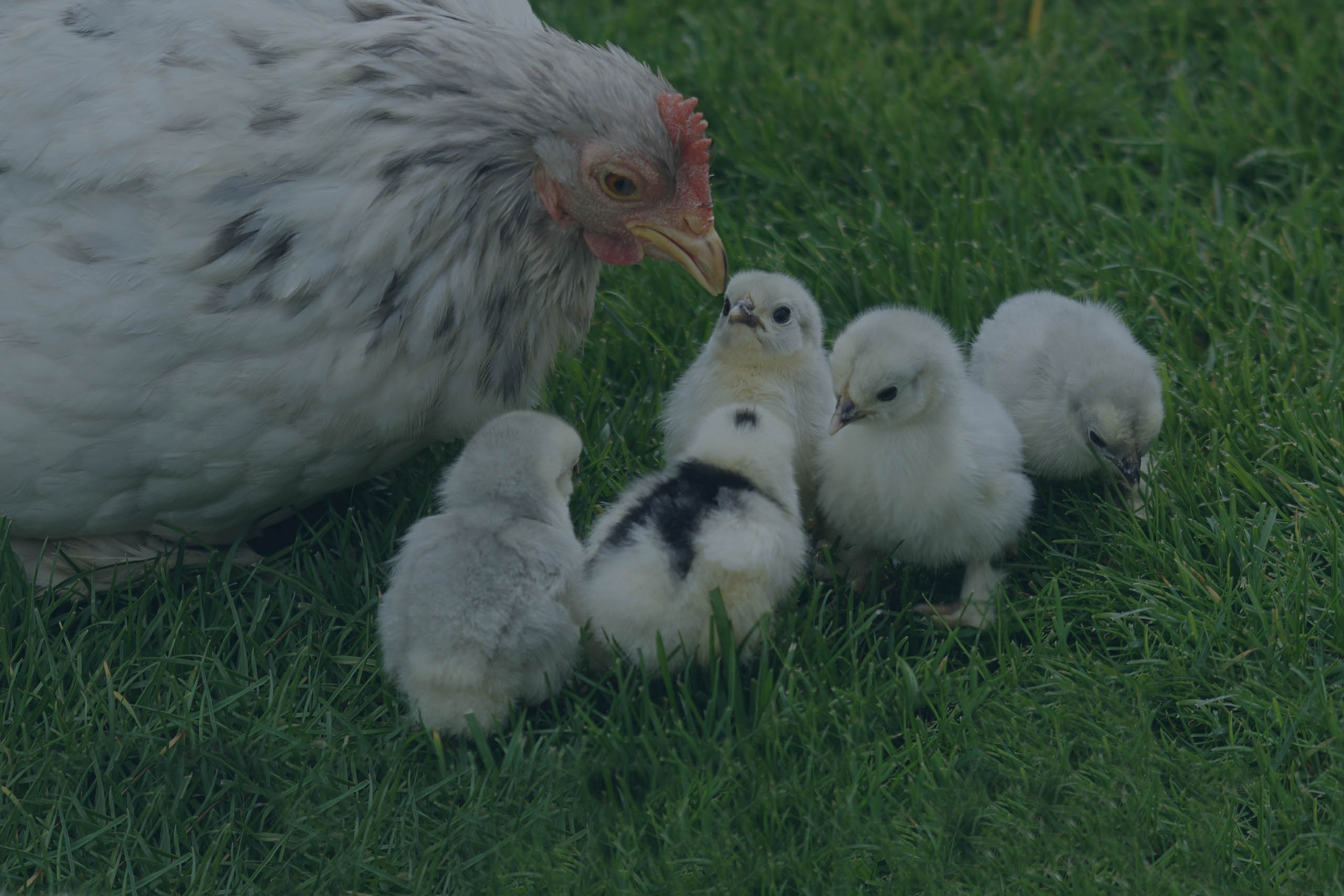 Huhn mit Küken