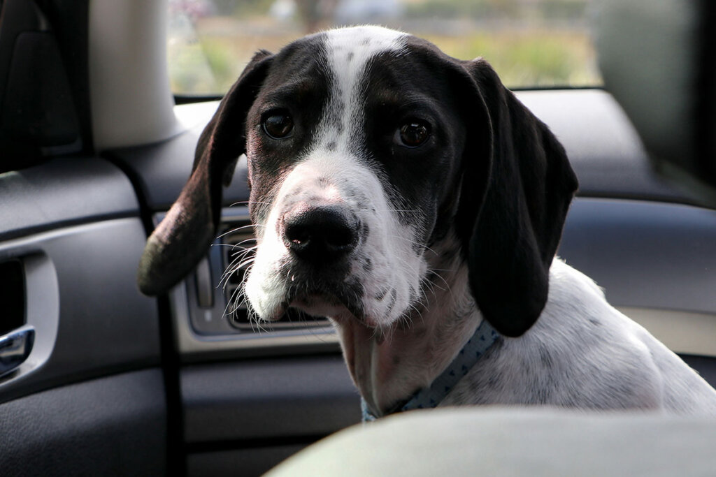 Ein schwarz-brauner Hund sitzt in einem Auto.