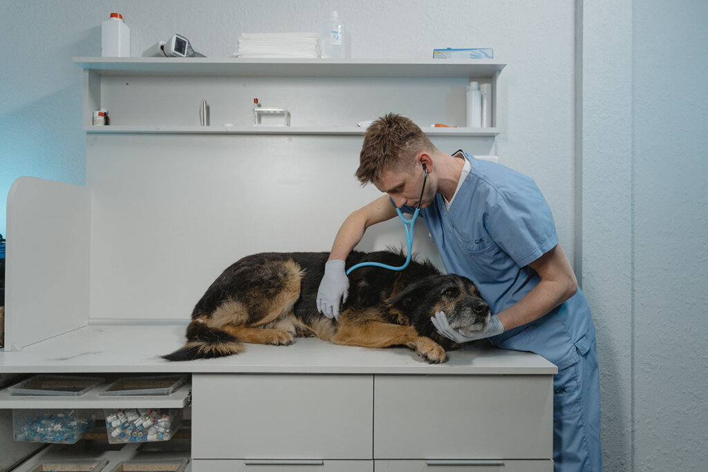 Hund beim Tierarzt