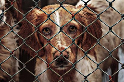 Hund hinter Gittern