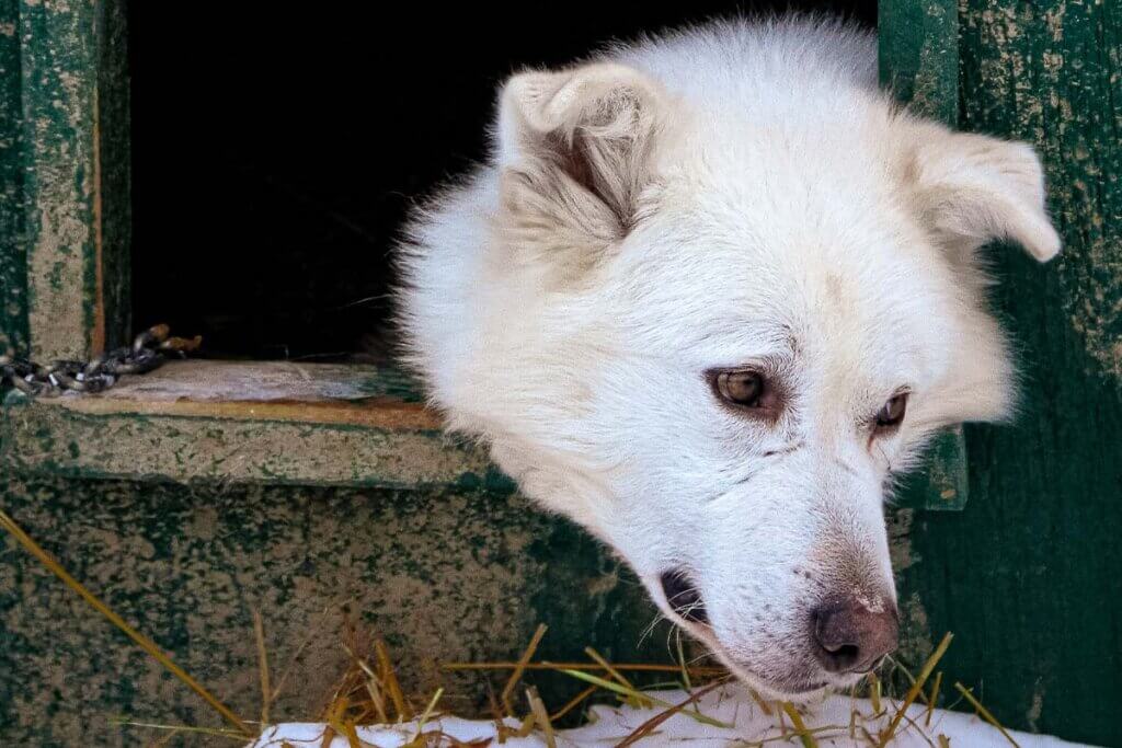 Hund liegt in Huette und schaut raus