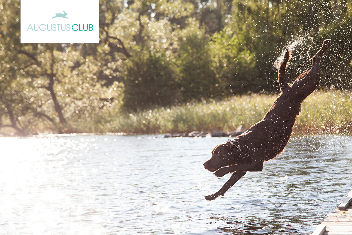 Mein Testament für die Tiere – der Augustus Club