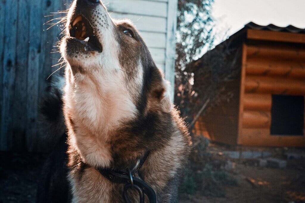 Ein Hund an einer Kette jault.