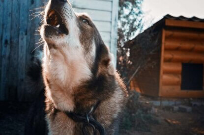 Ein Hund an einer Kette jault