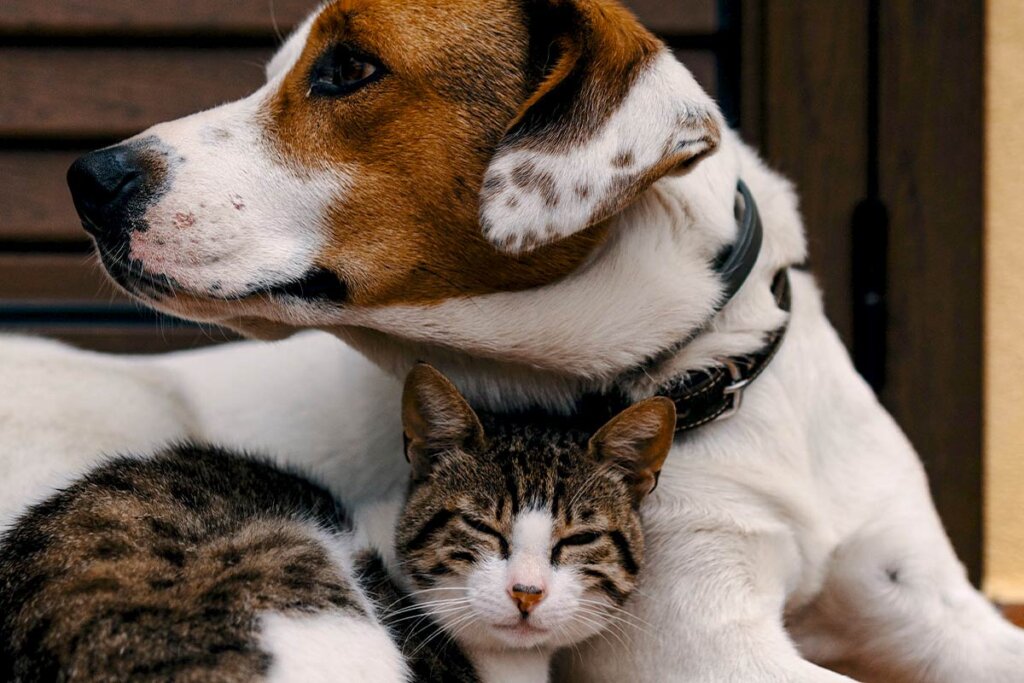 Hund und Katze