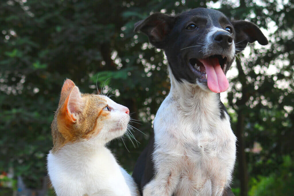 Hund und Katze