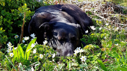 Hund liegt in Wiese